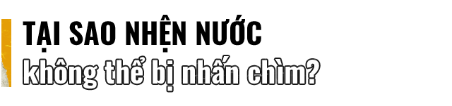 Đọc cuối tuần: Những bí ẩn của loài nhện nước viễn dương - sinh vật đến thần thánh cũng không thể nhấn chìm - Ảnh 2.