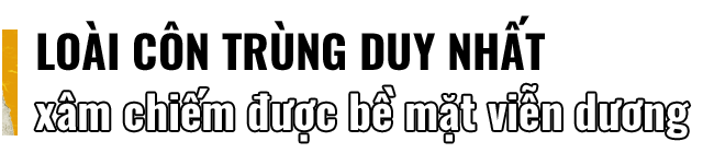 Đọc cuối tuần: Những bí ẩn của loài nhện nước viễn dương - sinh vật đến thần thánh cũng không thể nhấn chìm - Ảnh 4.