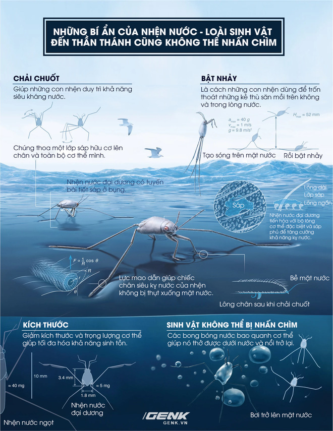 Đọc cuối tuần: Những bí ẩn của loài nhện nước viễn dương - sinh vật đến thần thánh cũng không thể nhấn chìm - Ảnh 6.
