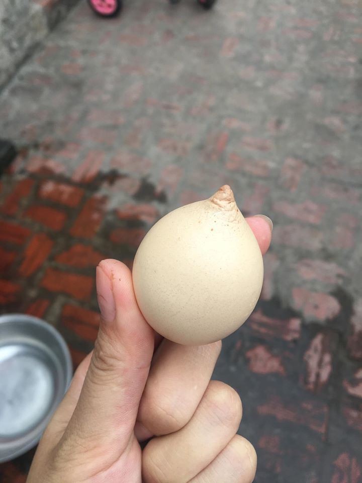 Mẹo nhận biết trứng gà ác với trứng gà Ai Cập  VnExpress