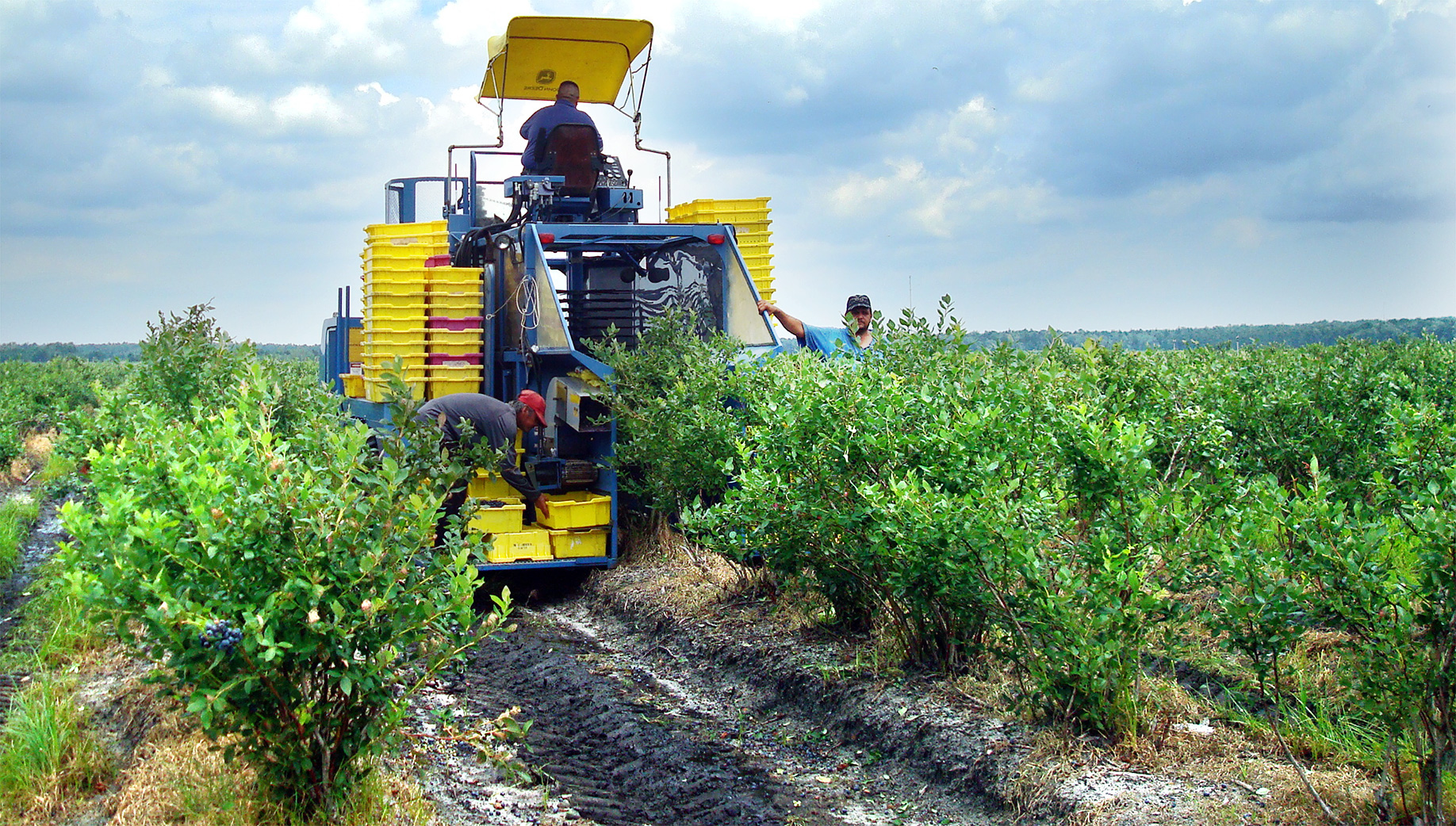 Cảnh nông dân nước ngoài dùng tay thu hoạch “cả núi” việt quất khiến dân mạng Việt ngỡ ngàng, sang đến nước ta giá không hề rẻ tí nào - Ảnh 3. Cảnh nông dân nước ngoài dùng tay thu hoạch “cả núi” việt quất khiến dân mạng Việt ngỡ ngàng, sang đến nước ta giá không hề rẻ tí nào - Ảnh 3.