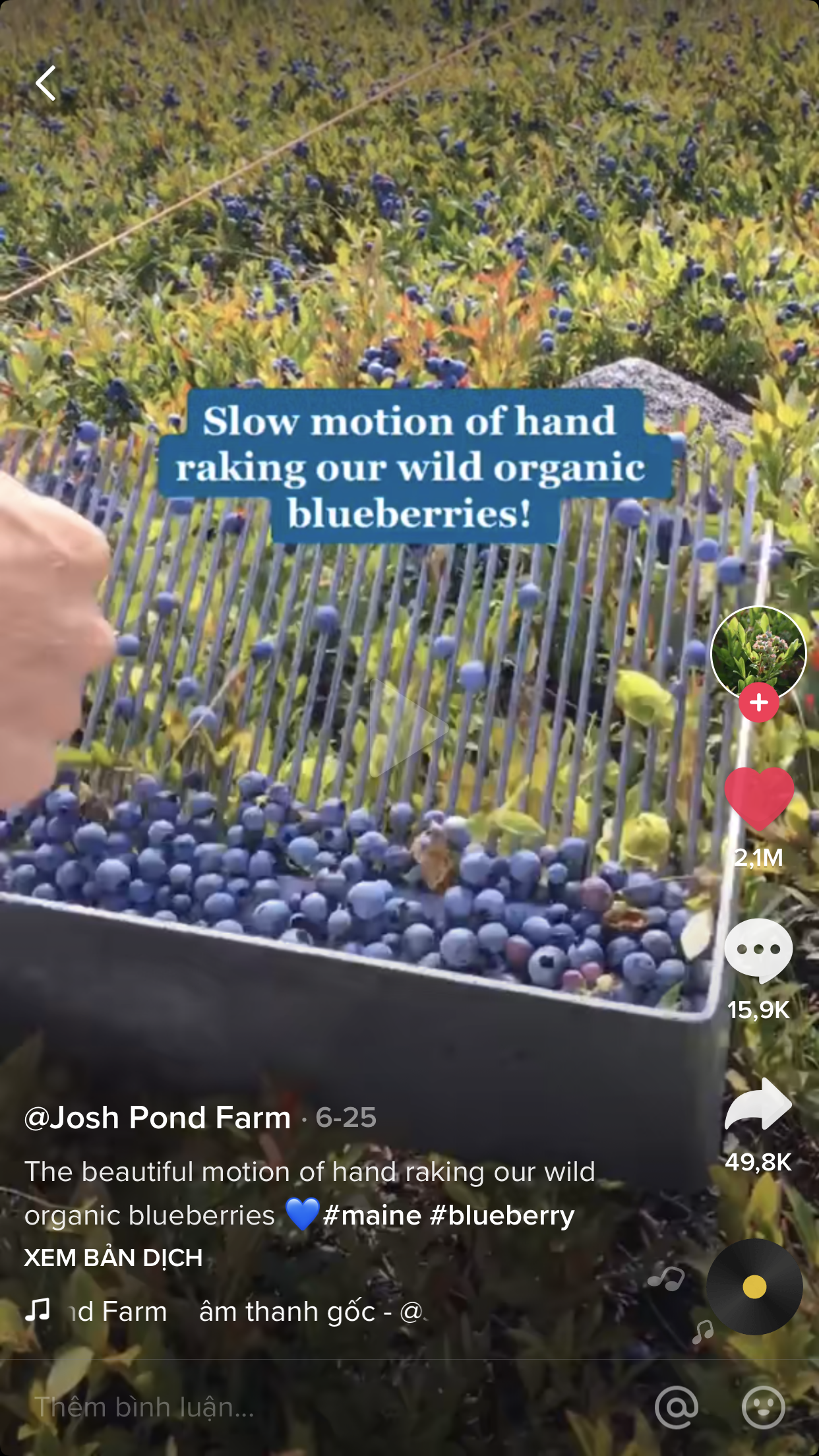 Cảnh nông dân nước ngoài dùng tay thu hoạch “cả núi” việt quất khiến dân mạng Việt ngỡ ngàng, sang đến nước ta giá không hề rẻ tí nào - Ảnh 2. Cảnh nông dân nước ngoài dùng tay thu hoạch “cả núi” việt quất khiến dân mạng Việt ngỡ ngàng, sang đến nước ta giá không hề rẻ tí nào - Ảnh 2.