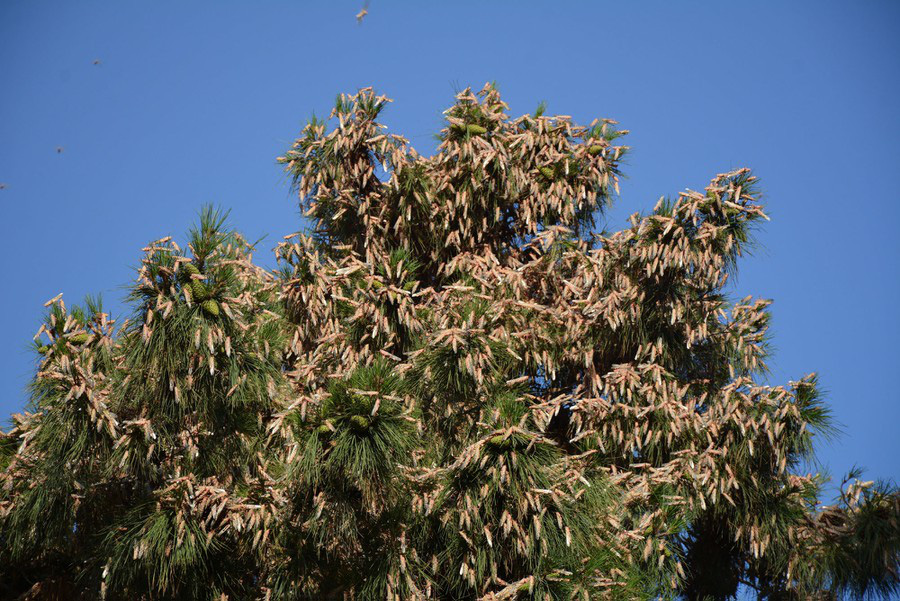 Chùm ảnh rợn người về đại dịch châu chấu đang hoành hành ở châu Phi: Binh đoàn nghìn tỷ con châu chấu với sức ăn bằng 35.000 người/ngày bay kín trời - Ảnh 10. Chùm ảnh rợn người về đại dịch châu chấu đang hoành hành ở châu Phi: Binh đoàn nghìn tỷ con châu chấu với sức ăn bằng 35.000 người/ngày bay kín trời - Ảnh 10.