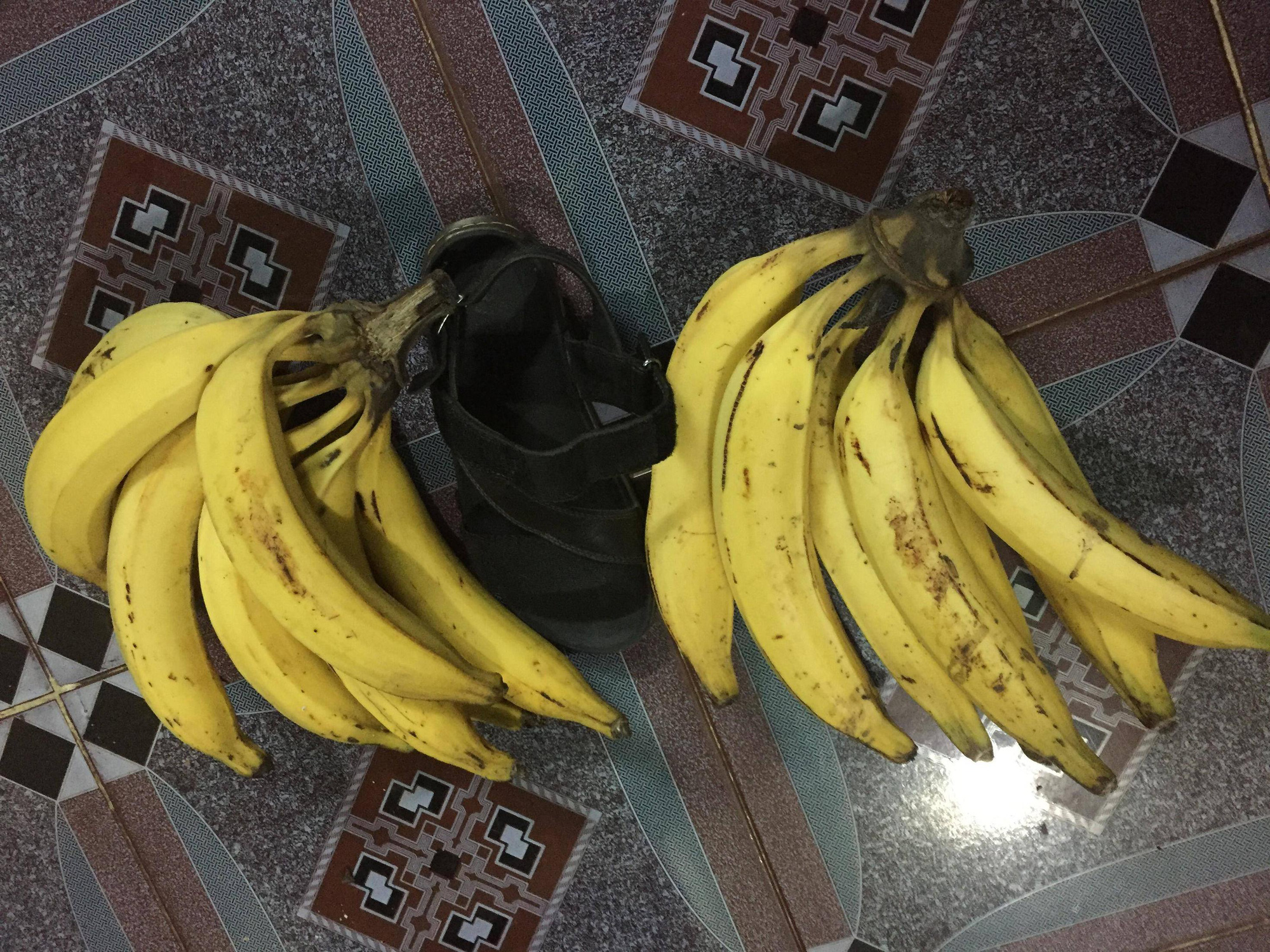 Ngỡ ngàng trước giống chuối “siêu to khổng lồ” đặc biệt tại Việt Nam, mỗi quả nặng gần 1kg giá chỉ 9.000 đồng/quả - Ảnh 1. Ngỡ ngàng trước giống chuối “siêu to khổng lồ” đặc biệt tại Việt Nam, mỗi quả nặng gần 1kg giá chỉ 9.000 đồng/quả - Ảnh 1.