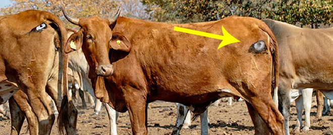 Lạ mà thật: Các nhà khoa học vẽ mắt lên mông bò để bảo vệ chúng khỏi bị sư tử tấn công - Ảnh 1.