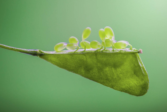 Chiêm ngưỡng các tác phẩm xuất sắc đoạt giải cuộc thi nhiếp ảnh cận cảnh - Macro Art Photo Awards 2020 - Ảnh 11.