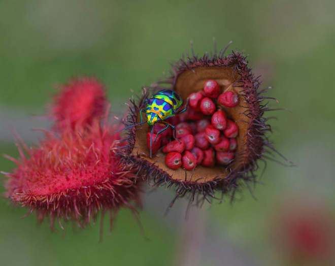 Chiêm ngưỡng các tác phẩm xuất sắc đoạt giải cuộc thi nhiếp ảnh cận cảnh - Macro Art Photo Awards 2020 - Ảnh 12.