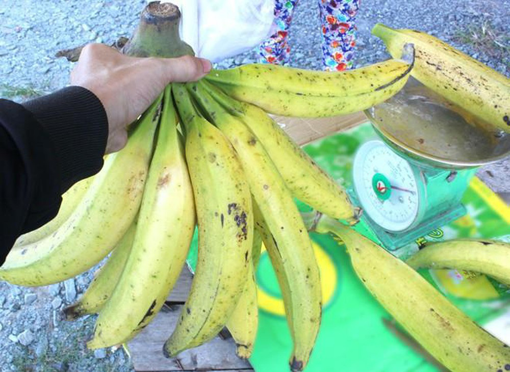 Ngỡ ngàng trước giống chuối “siêu to khổng lồ” đặc biệt tại Việt Nam, mỗi quả nặng gần 1kg giá chỉ 9.000 đồng/quả - Ảnh 3. Ngỡ ngàng trước giống chuối “siêu to khổng lồ” đặc biệt tại Việt Nam, mỗi quả nặng gần 1kg giá chỉ 9.000 đồng/quả - Ảnh 3.