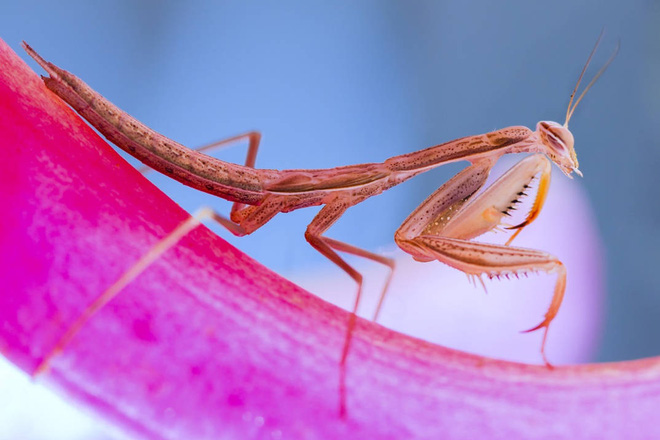 Chiêm ngưỡng các tác phẩm xuất sắc đoạt giải cuộc thi nhiếp ảnh cận cảnh - Macro Art Photo Awards 2020 - Ảnh 6.