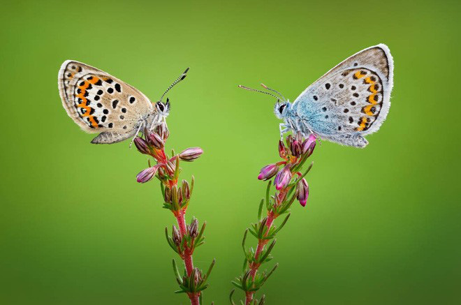 Chiêm ngưỡng các tác phẩm xuất sắc đoạt giải cuộc thi nhiếp ảnh cận cảnh - Macro Art Photo Awards 2020 - Ảnh 8.