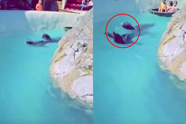 Đoạn clip quay 2 chú hải cẩu bơi quanh hồ nhưng món đồ trên cổ chúng lại gây chú ý và khiến hàng nghìn dân mạng nóng máu - Ảnh 3.