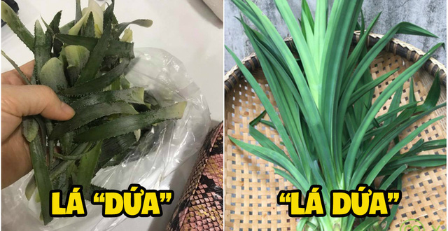 Công Dụng Của Lá Dứa