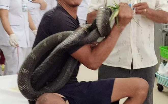 Đem xác rắn hổ mang cắn người đàn ông ở Tây Ninh về chôn ở nơi bắt được - Ảnh 1.