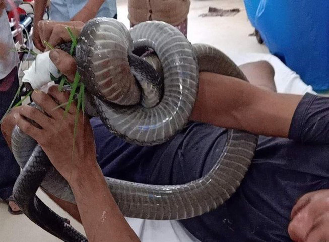 Nọc độc rắn hổ mang chúa 4,6kg ở núi Bà Đen đã tấn công cơ tim người đàn ông - Ảnh 1.