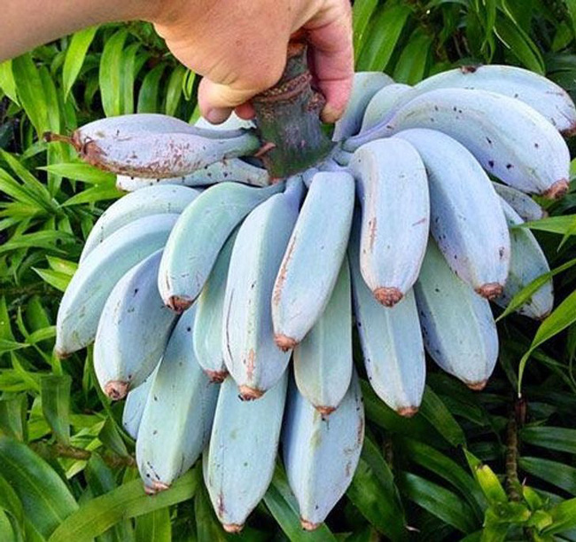 Bắp ngô bảy sắc cầu vồng kỳ dị chưa từng thấy và loạt ảnh khó tin chứng minh mẹ thiên nhiên chưa bao giờ khiến chúng ta hết ngạc nhiên - Ảnh 15.