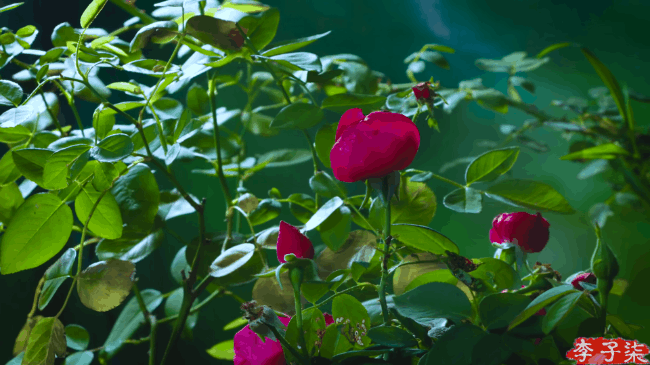 Tiên nữ đồng quê Lý Tử Thất mê hoặc hội chị em bằng vườn hồng như chốn cổ tích kèm công thức chế biến tỷ thứ từ loại hoa này - Ảnh 4.