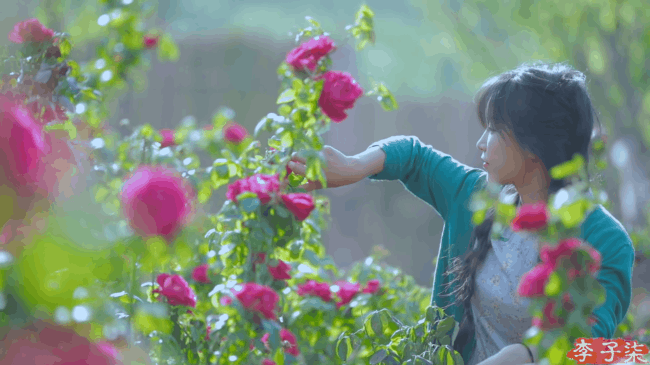 Tiên nữ đồng quê Lý Tử Thất mê hoặc hội chị em bằng vườn hồng như chốn cổ tích kèm công thức chế biến tỷ thứ từ loại hoa này - Ảnh 6.
