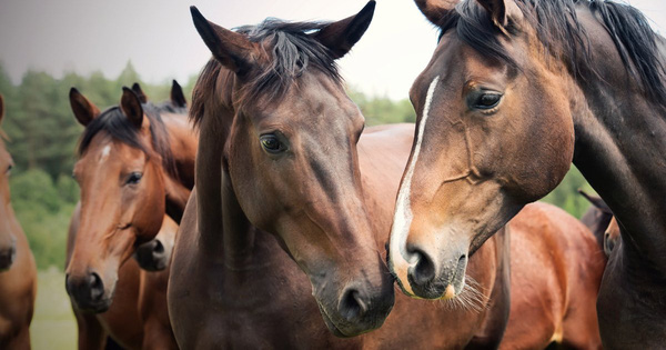 Ma cà rồng xuất hiện ở Pháp: Chính quyền ráo riết truy lùng kẻ cắt tai, rút cạn máu hàng chục con ngựa - Ảnh 1. Ma cà rồng xuất hiện ở Pháp: Chính quyền ráo riết truy lùng kẻ cắt tai, rút cạn máu hàng chục con ngựa - Ảnh 1.