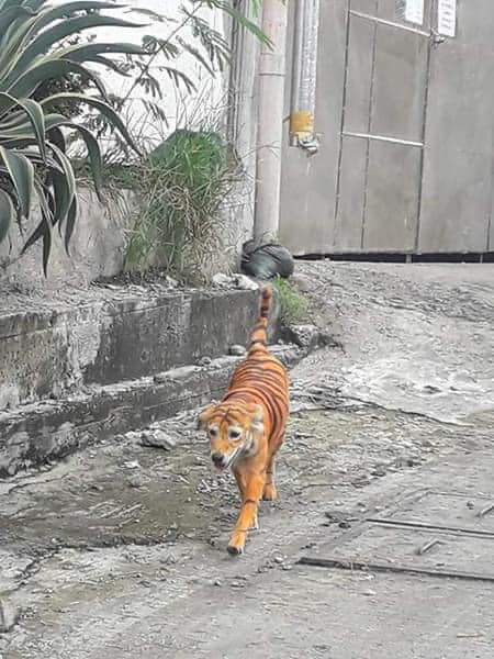 Đang tr&ecirc;n đường về nh&agrave;, thanh ni&ecirc;n ph&aacute;t hoảng v&igrave; tưởng chạm tr&aacute;n hổ dữ, nh&igrave;n kỹ phần m&otilde;m con vật mới thở ph&agrave;o nhẹ nh&otilde;m - Ảnh 2.