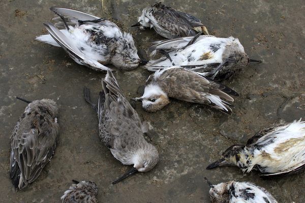 Chuyện rùng rợn về ngôi làng bí ẩn nơi có hàng ngàn con chim bay đến tự sát, 100 năm qua vẫn khiến khoa học đau đầu đi tìm lời giải - Ảnh 5.