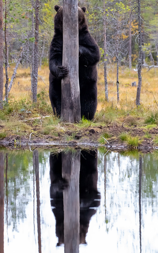 Từ chú gấu bày đặt chơi trốn tìm đến màn photobomb đỉnh cao, loạt ứng cử viên cho giải Nhiếp ảnh thiên nhiên hài hước sẽ khiến bạn cười ra nước mắt - Ảnh 12.