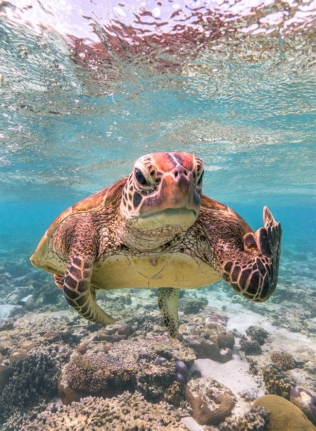 Từ chú gấu bày đặt chơi trốn tìm đến màn photobomb đỉnh cao, loạt ứng cử viên cho giải Nhiếp ảnh thiên nhiên hài hước sẽ khiến bạn cười ra nước mắt - Ảnh 20.