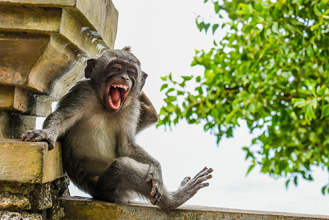 Từ chú gấu bày đặt chơi trốn tìm đến màn photobomb đỉnh cao, loạt ứng cử viên cho giải Nhiếp ảnh thiên nhiên hài hước sẽ khiến bạn cười ra nước mắt - Ảnh 5.