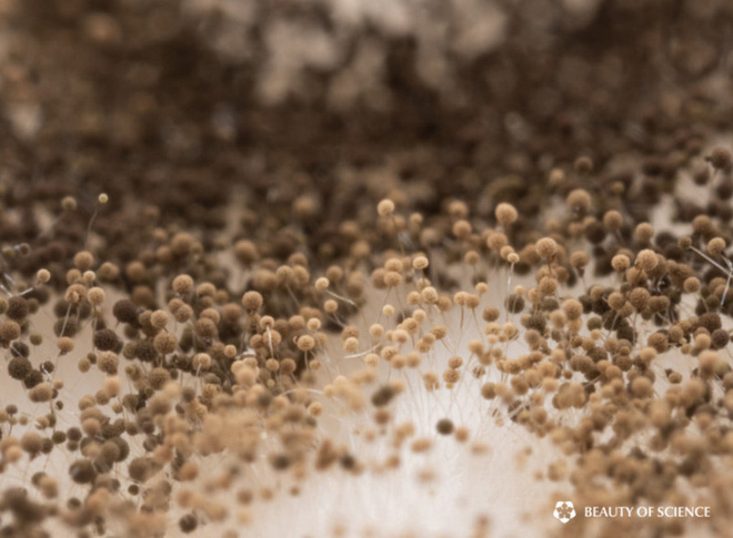 [Video time-lapse] Tr&ocirc;ng ngo&agrave;i đời kinh dị l&agrave; vậy nhưng nấm mốc lại trở n&ecirc;n đẹp lạ thường dưới g&oacute;c nh&igrave;n macro - Ảnh 6.