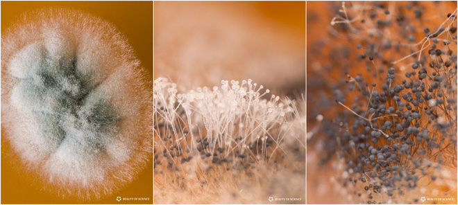 [Video time-lapse] Tr&ocirc;ng ngo&agrave;i đời kinh dị l&agrave; vậy nhưng nấm mốc lại trở n&ecirc;n đẹp lạ thường dưới g&oacute;c nh&igrave;n macro - Ảnh 9.