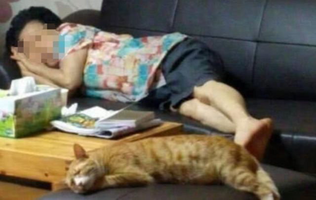 Gửi mèo cưng nhờ mẹ chăm hộ để đi công tác nửa tháng, cô gái trở về liền ngỡ ngàng với diện mạo của con vật đến nỗi không nhận ra - Ảnh 1.