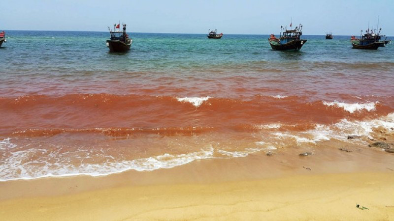 Traveling to Vung Tau, the young man panicked when he discovered that the sea water turned a strange brown color: What is the real cause?  Photo 3.