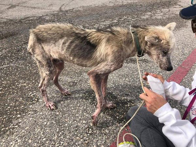 Bị chủ hành hạ bỏ cho chết đói, chú chó husky da bọc xương được cứu sống và lột xác ngoạn mục sau một thời gian ngắn - Ảnh 1.