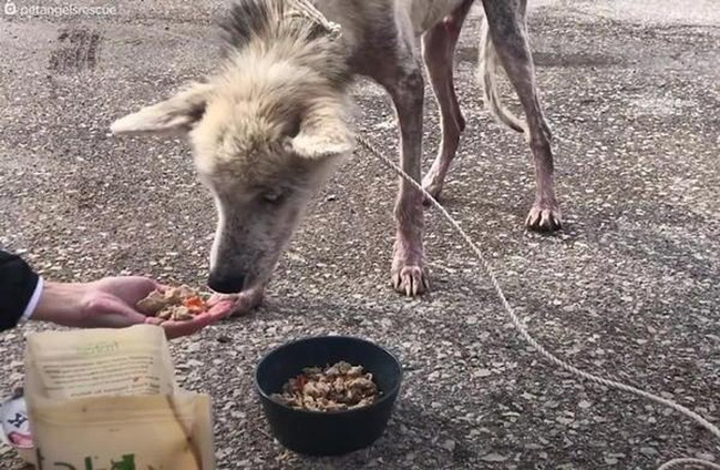 Bị chủ hành hạ bỏ cho chết đói, chú chó husky da bọc xương được cứu sống và lột xác ngoạn mục sau một thời gian ngắn - Ảnh 2.
