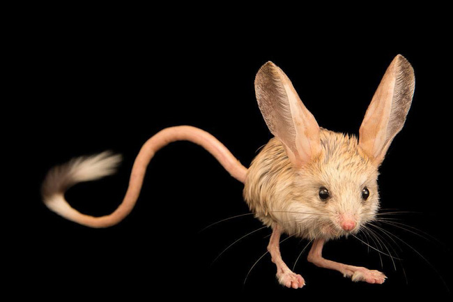 Meet a strange breed of mouse that looks like the result of a love affair between a pig, a rabbit and a kangaroo - Photo 1.