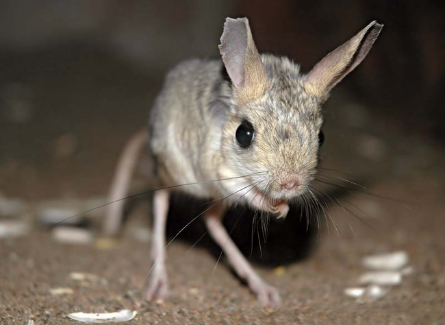 Meet a strange breed of mouse that looks like the result of a love affair between a pig, a rabbit and a kangaroo - Photo 2.