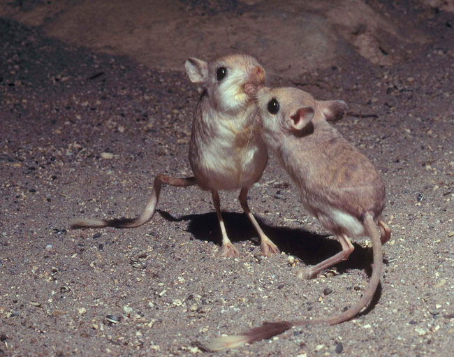 Gặp gỡ giống chuột kỳ lạ trông như kết quả của mối tình sai trái giữa lợn, thỏ và kangaroo - Ảnh 3.