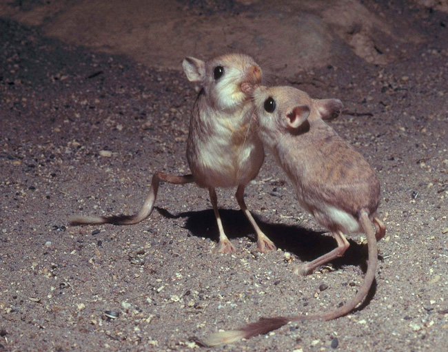 Meet a strange breed of mouse that looks like the result of a love affair between a pig, a rabbit and a kangaroo - Photo 3.