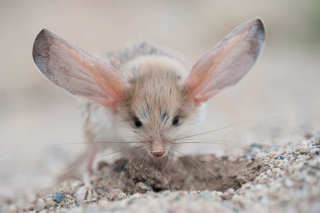 Meet a strange breed of mouse that looks like the result of a love affair between a pig, a rabbit and a kangaroo - Photo 4.
