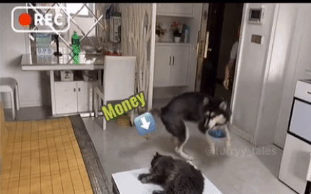 Husky ngáo ngơ biết nhận hàng thay chủ, nhưng hành động lúc trả tiền shipper mới khiến ai nấy phì cười: Tính dọa chết người ta sao? - Ảnh 1.