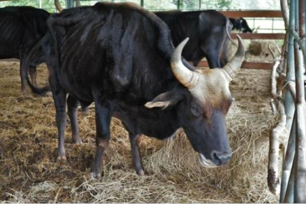 Đàn bò tót lai quý hiếm thiếu ăn, gầy trơ xương: Chúng tôi rất bức xúc khi nhìn bò gầy mòn - Ảnh 2.