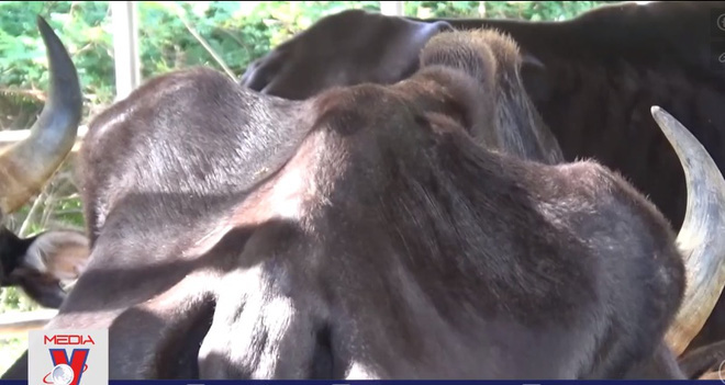 Đàn bò tót lai quý hiếm thiếu ăn, gầy trơ xương: Chúng tôi rất bức xúc khi nhìn bò gầy mòn - Ảnh 3.