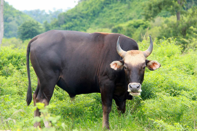 Đàn bò tót lai quý hiếm thiếu ăn, gầy trơ xương: Chúng tôi rất bức xúc khi nhìn bò gầy mòn - Ảnh 4.