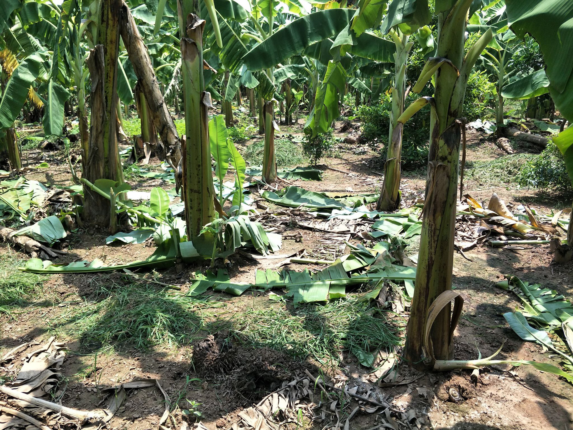 A suspect arrested a 12-year-old girl in a banana orchard for raping her in Hanoi - Photo 2.