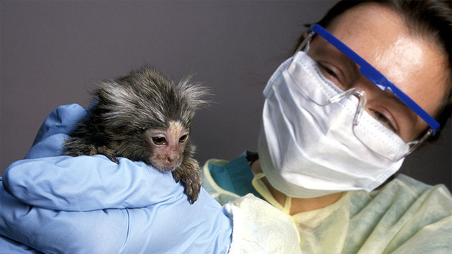 Thiếu khỉ để thử nghiệm, vaccine ngừa COVID-19 có thể ra đời chậm hơn - Ảnh 1.