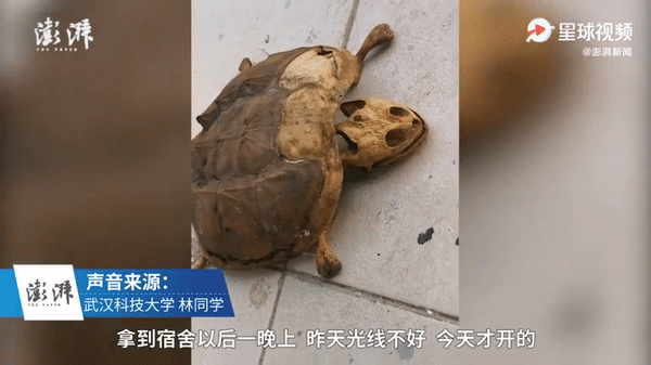 8 tháng bỏ rùa cưng ở ký túc xá, chàng sinh viên quay về phát hiện con vật chỉ còn là cái xác khô, mai rùa bị tách ra từng lớp - Ảnh 1.