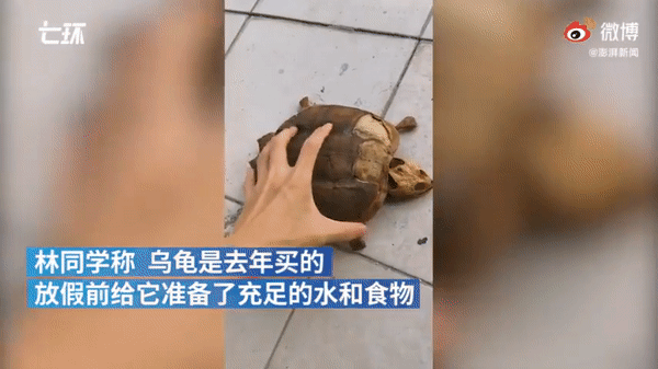 8 tháng bỏ rùa cưng ở ký túc xá, chàng sinh viên quay về phát hiện con vật chỉ còn là cái xác khô, mai rùa bị tách ra từng lớp - Ảnh 2.