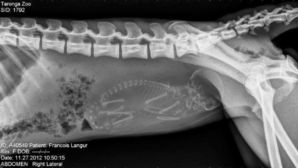 Cận cảnh hình chụp X-quang một cô mèo đang mang thai và loạt ảnh động vật mang bầu khiến người xem rùng mình nhưng rồi thấy đẹp khó tả - Ảnh 2.