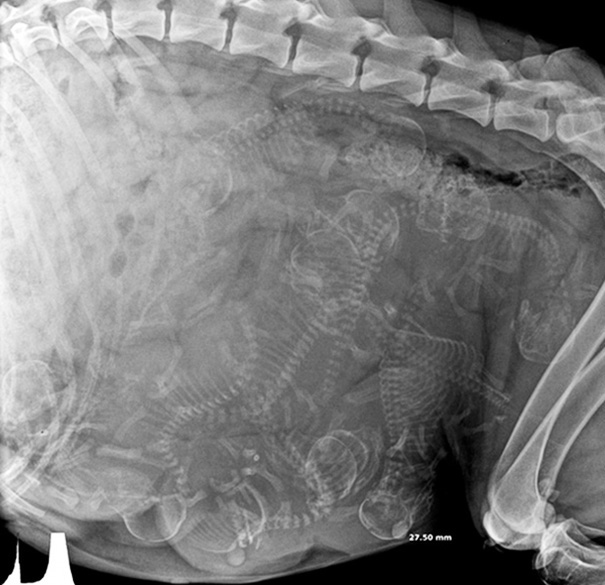 Chụp X-quang mèo mang thai: Chụp X-quang mèo mang thai là cách tốt nhất để đảm bảo sức khoẻ của mèo mẹ và con mèo trong bụng của mình. Hãy xem hình ảnh và khám phá những bức ảnh tuyệt vời này!