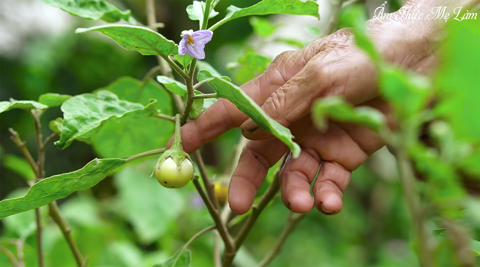 Lại thêm kênh Ẩm Thực Mẹ Làm bị cư dân mạng cho là bắt chước Lý Tử Thất? - Ảnh 4.