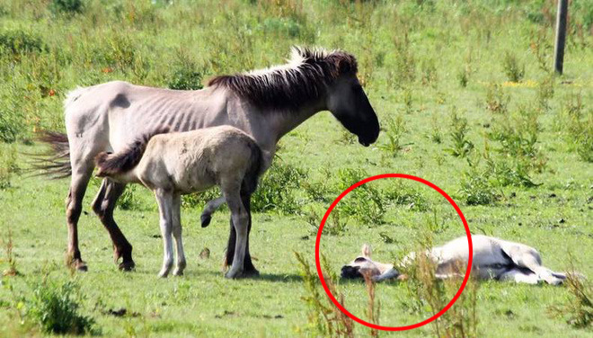 Tử địa giữa thiên đàng: Thí nghiệm phục hồi tự nhiên tại Hà Lan bỗng mang đến kết cục kinh hoàng chưa từng có, mùi vị chết chóc lan tỏa khắp nơi - Ảnh 1. Tử địa giữa thiên đàng: Thí nghiệm phục hồi tự nhiên tại Hà Lan bỗng mang đến kết cục kinh hoàng chưa từng có, mùi vị chết chóc lan tỏa khắp nơi - Ảnh 1.